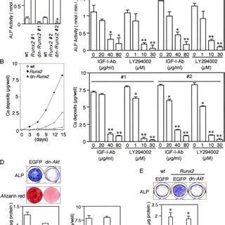 Western Blot And RT PCR Analyses Of PI3K Subunits P85 And P110 And