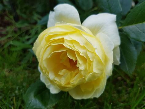 Vanessa Bell ® | Rose, gelb, 120 cm x 75 cm (David Austin, 2017) | Rosa ...