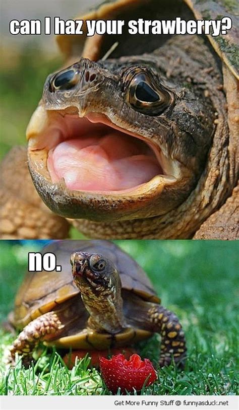 16 Funny Turtle Memes That Will Make You LOL - I Can Has Cheezburger?