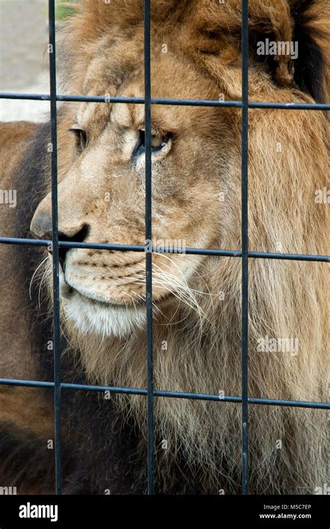 Portrait Of A Sad Caged Lion At A Zoo Stock Photo Alamy