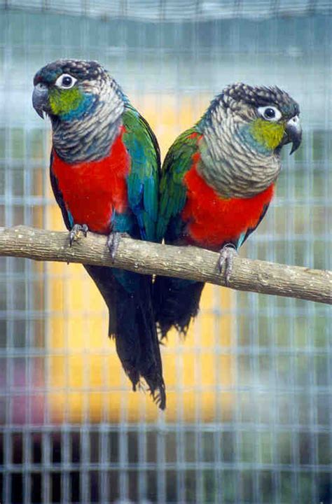 Crimson Bellied Conure Facts Care As Pets Price Pictures