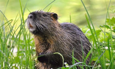 Discover 8 Animals That Look Like Beavers But Arent A Z Animals