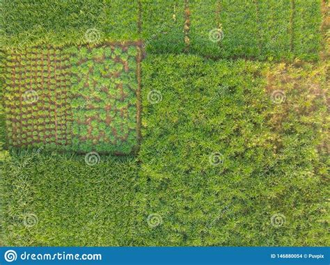 Aerial View Of A Green Pasture Land For The Milking Cows Of A Large