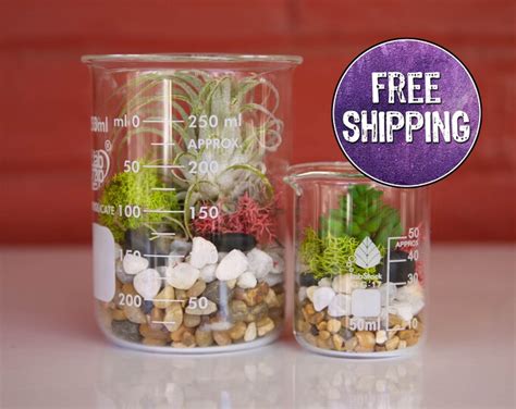 Double Beaker Terrarium Kit With Two Beakers Natural Decor Diy Terrarium Science T Science