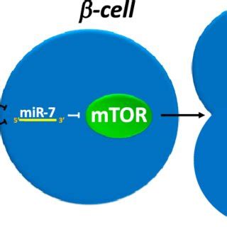 Negative Control Of Mir On Proliferation Of Mature B Cells Ex Vivo