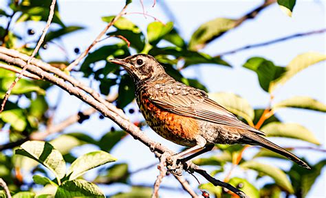 American Robin (juvenile) | BirdForum