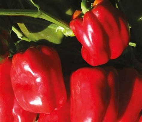 Лучшие сорта сладкого перца для открытого грунта | Stuffed peppers ...