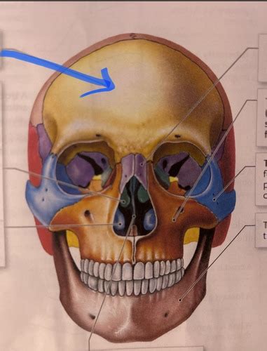 Bones Bone Markings Flashcards Quizlet