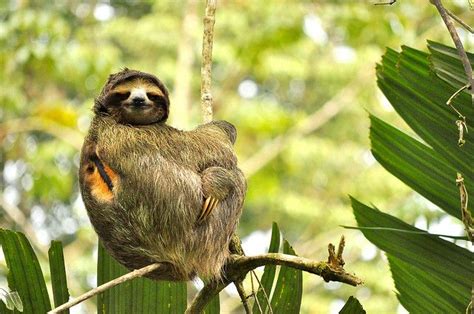 51 best images about 3 Toed Sloth Photos on Pinterest | Posts, South ...