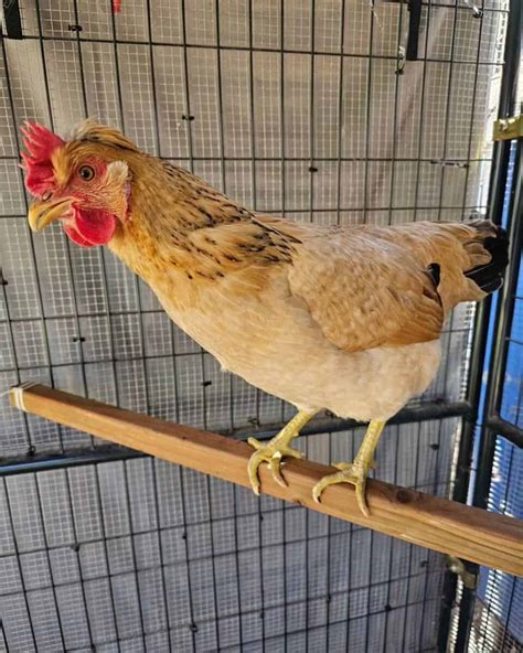 What Are Sex Link Chickens A Comprehensive Guide