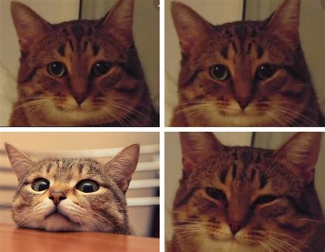 Создать мем "мем котик, кот мем, мем улыбающийся кот" - Картинки - Meme ...