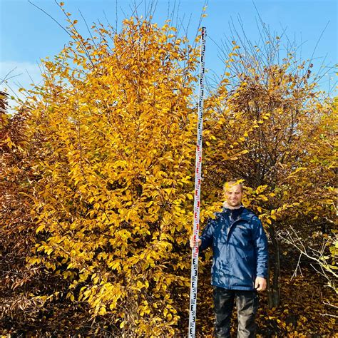 Carpinus betulus Habr Starkl zahradník spol s r o STROMY