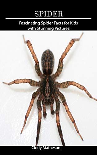 Spider: Fascinating Spider Facts for Kids with Stunning Pictures! by ...