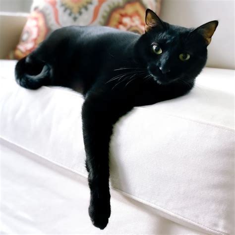 National Black Cat Appreciation Day 5 Top Black Cat Breeds That Make