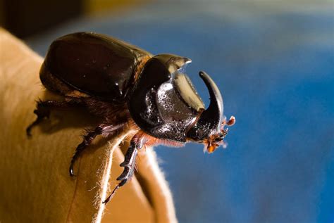 Жук-носорог обыкновенный (лат. Oryctes nasicornis)