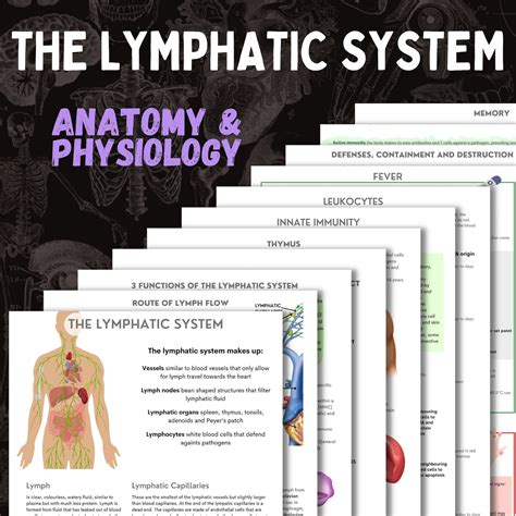 The Lymphatic System | A&P | 13 Page Digital Download - Etsy