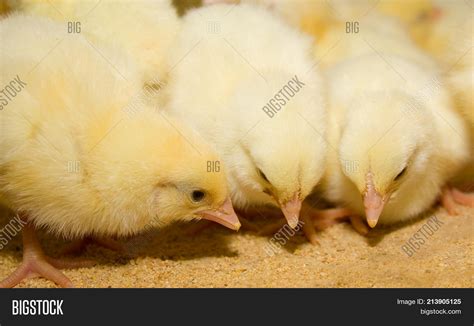 Chickens Broilers Cage Image And Photo Free Trial Bigstock