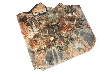 Tumbling Petrified Wood Rock Chasing