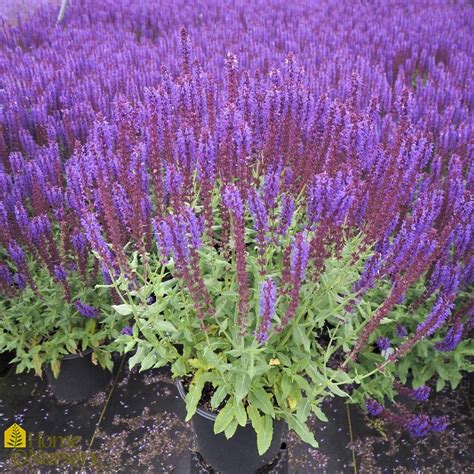 Salvia X Nemerosa Lyrical™blues Woodland Sage From Home Nursery