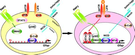 Temporal Regulation Of Gfap Gene Transcription In NSCs In Response To