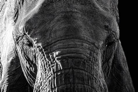 Elephant Portrait Smithsonian Photo Contest Smithsonian Magazine