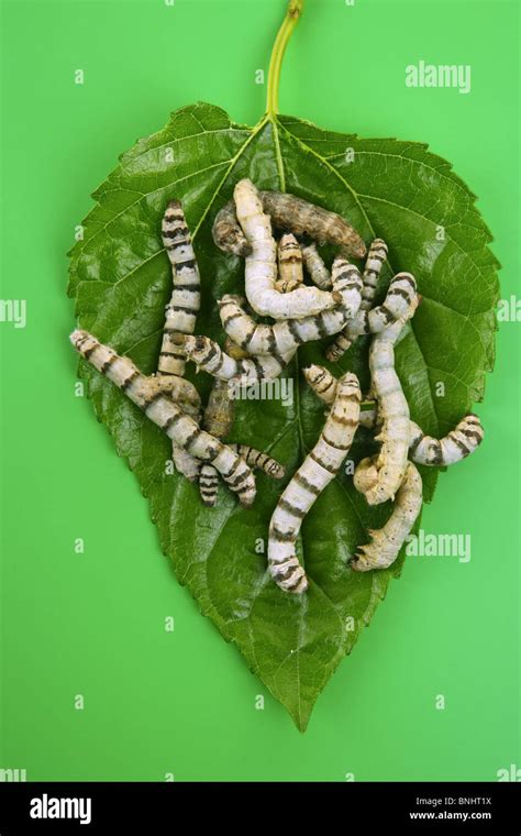 Silk Worms China High Resolution Stock Photography And Images Alamy