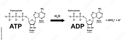 Chemical Illustration Of Adenosine Triphosphate Molecule Hydrolysis