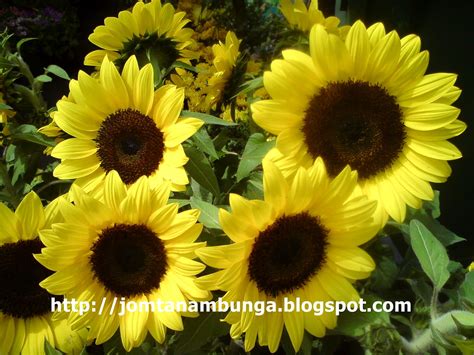 Jom Tanam Bunga Cara Menanam Pokok Bunga Matahari