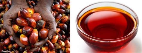 Red Palm Oil How To Make Money From This Lucrative But Overlooked