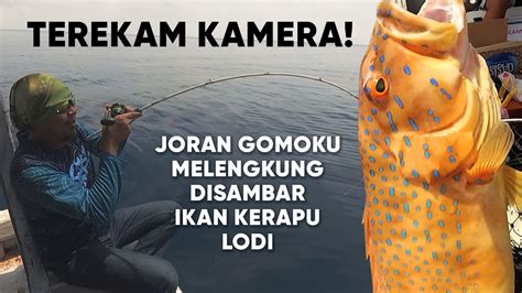 Terekam Kamera Saat Dapat Ikan Mahal Dan Enak Kerapu Lodi Youtube