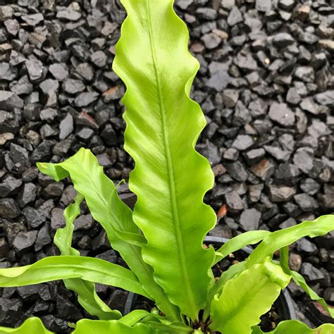 Asplenium Antiquum Victoria Japanese Birds Nest Fern 45 Pot