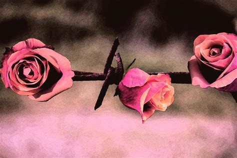 Barbed Wire Roses Are Love Photograph By Susan Newcomb Fine Art America