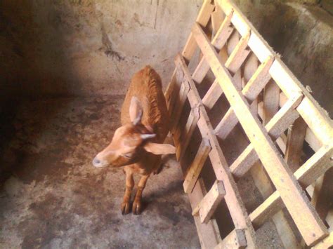 Goat Farming Zero Grazing And Urban Goat Farming Agriculture Nigeria