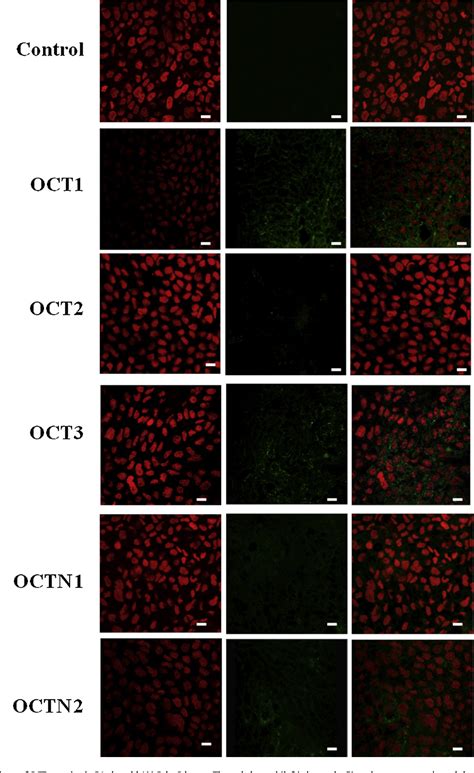 Figure 2 From Evaluation Of Air Interfaced Calu 3 Cell Layers For