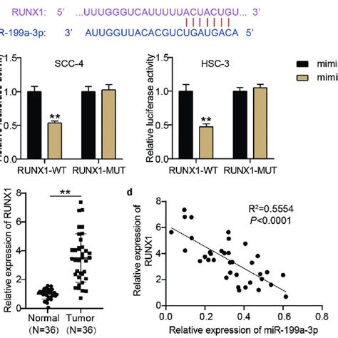 Runx Was A Target Of Mir A P A The Binding Sites Between Runx