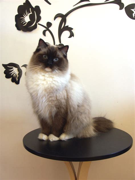 File:Female ragdoll.jpg - Wikimedia Commons