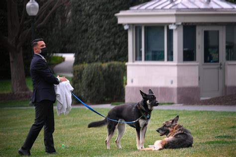 Zwei Menschen verletzt Nun bekommt Bidens Hund ein Anti Beiß Training