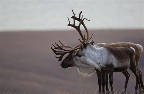 Caribou Identification, Alaska Department of Fish and Game