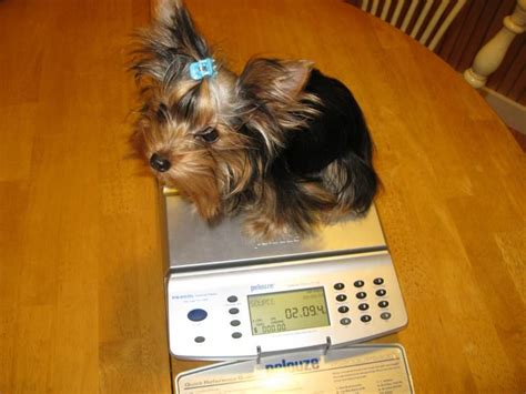 Twilas Yorkies Weight Chart All Week Weight In Onces 18 Months In