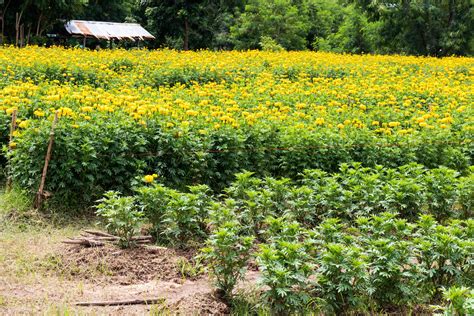 Garden marigold seedlings. 7519413 Stock Photo at Vecteezy