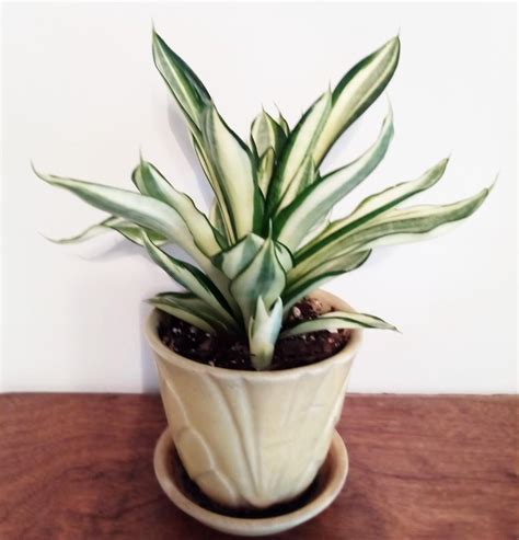 Photo Of The Emerging Growth Of Bird S Nest Snake Plant Dracaena