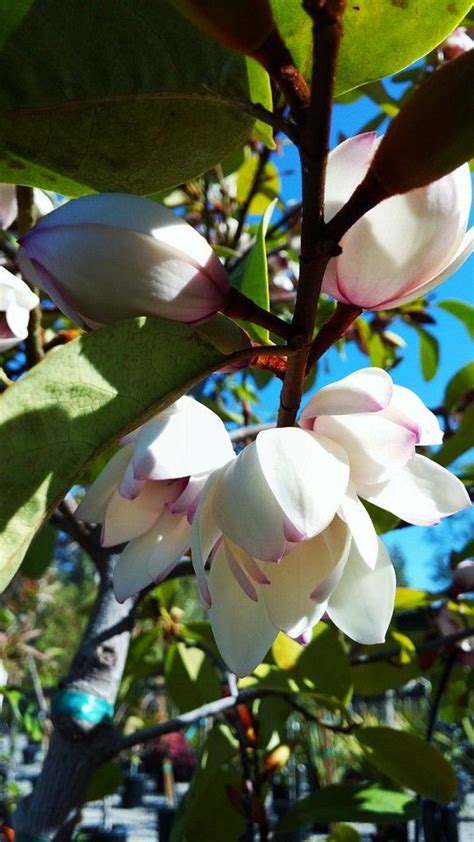 Tree Of The Day Fairy Magnolia Blush — Willow Gardens Nursery