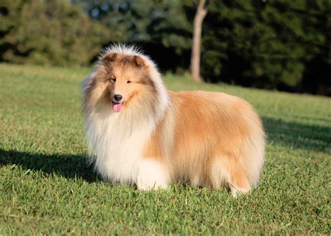 Candescent Shetland Sheepdogs Shetland Sheepdog Puppies For Sale In