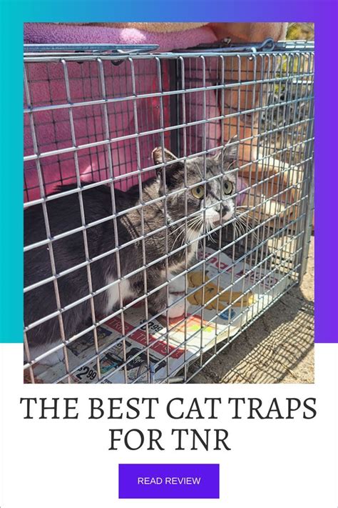 The Best Cat Traps for Trapping Ferals And Stray Cats | Cat traps ...