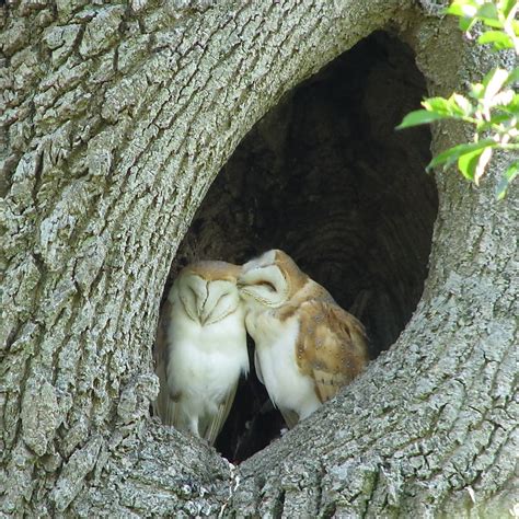 Barn Owl Love Kleurrijke Dieren Kerkuilen Vogels