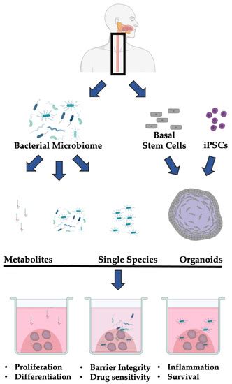 Microorganisms Free Full Text D Organoids An Untapped Platform