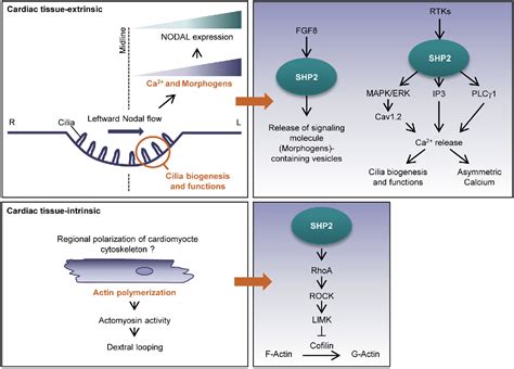 Figure From The Role Of The Protein Tyrosine Phosphatase Shp In