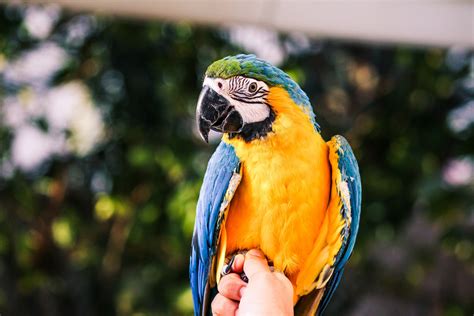 10 Lines On My Pet Parrot