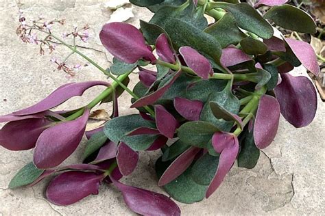 Grow Shade Loving Fairy Crassula Debra Lee Baldwin