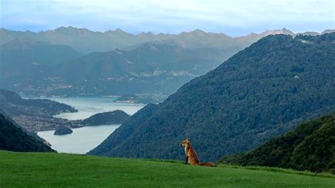 La Magica Storia Della Volpe Della Valle Intelvi Che Ammirava Il Lago